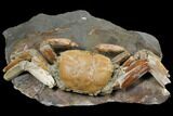 Fossil Crab (Macrophtalmus) Mounted On Rock - Madagascar #130632-1
